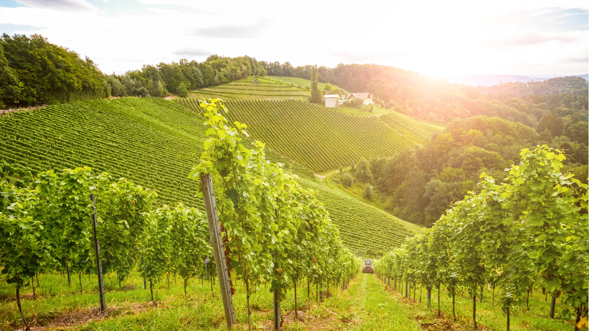 Südsteirische Weinstraße — Chauffeurfahrt durch die Weinberge der Steiermark ab Graz